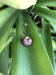 Cornu aspersum