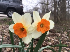 Narcissus × incomparabilis