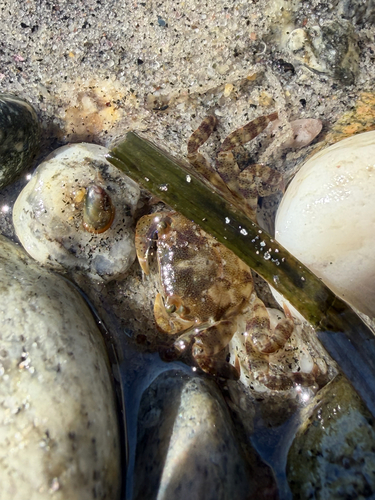 Asian Shore Crab