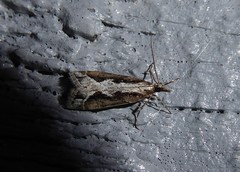 Eudonia steropaea