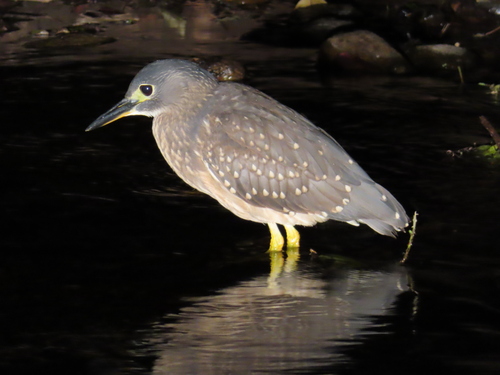 iNaturalist image