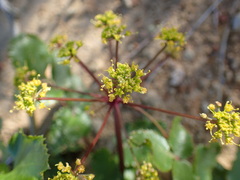 Tauschia arguta