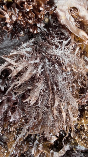 Mazzaella leptorhynchos observed 2026-06-19