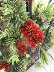 Melaleuca citrina