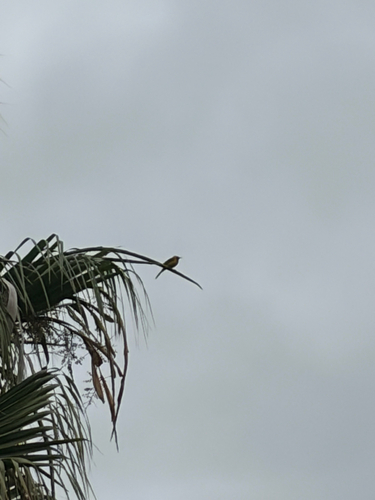 iNaturalist observation photo of Hooded Oriole