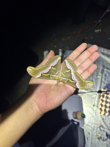 Ailanthus Silkmoth