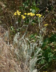 Tanacetum millefolium