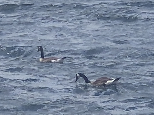 Canada Goose
