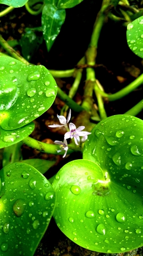 Heteranthera multiflora