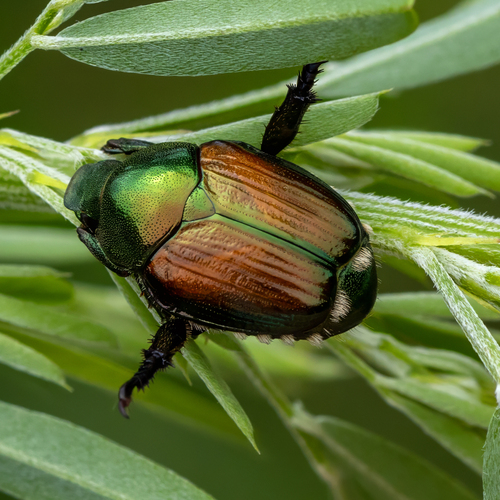 Japanese Beetle