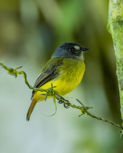Ornate Flycatcher (Myiotriccus ornatus), photo 6