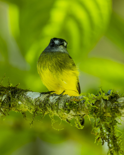 Ornate Flycatcher (Myiotriccus ornatus), photo 7