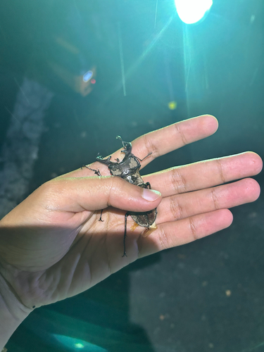 Lucanus maculifemoratus maculifemoratus