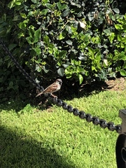 Passer domesticus