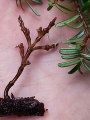 Arceuthobium tsugense