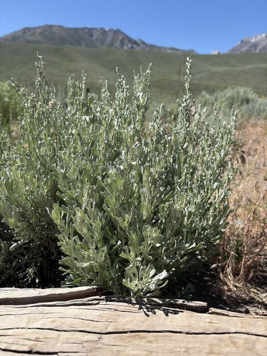 iNaturalist observation photo of Big Sagebrush