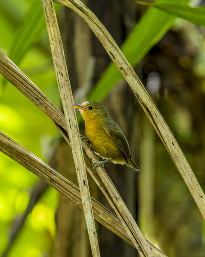 Slaty Antwren (Myrmotherula schisticolor), photo 4