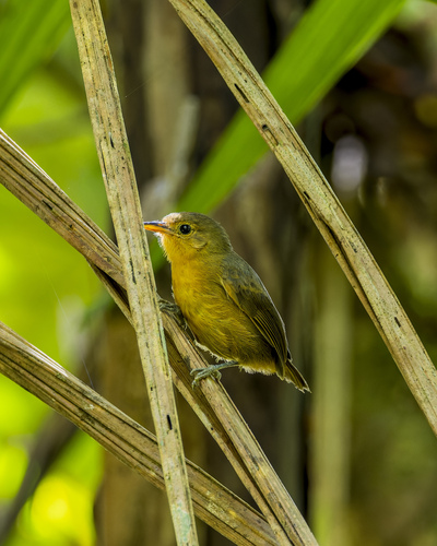Slaty Antwren (Myrmotherula schisticolor), photo 3