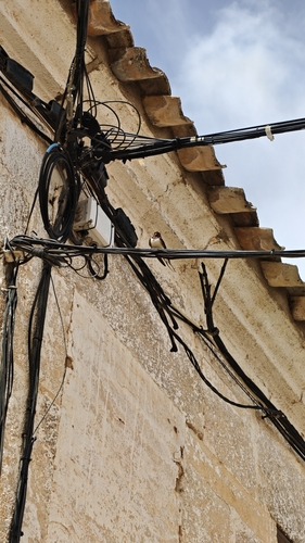 Barn Swallow