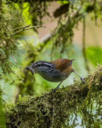 Grey-breasted Wood Wren (Henicorhina leucophrys), photo 4