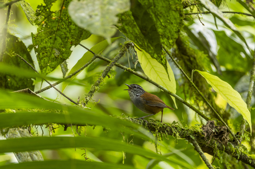Grey-breasted Wood Wren (Henicorhina leucophrys), photo 5