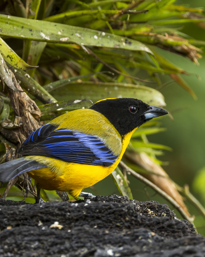 Black-chinned Mountain Tanager (Anisognathus notabilis), photo 3