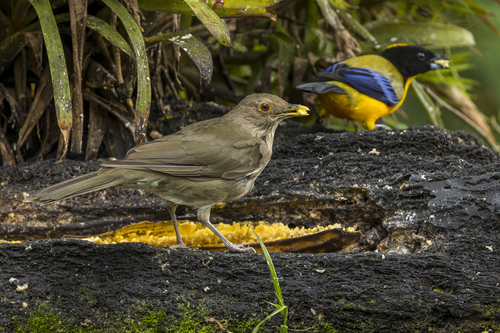 Ecuadorian Thrush (Turdus maculirostris), photo 6
