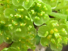 Lindera erythrocarpa