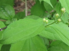 Philadelphus schrenkii