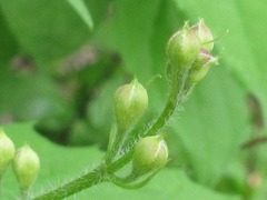Philadelphus schrenkii