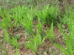 Matteuccia struthiopteris