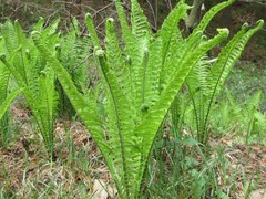 Matteuccia struthiopteris