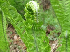 Matteuccia struthiopteris