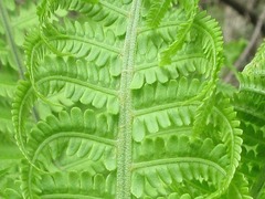 Matteuccia struthiopteris