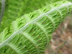 Matteuccia struthiopteris