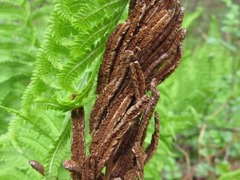 Matteuccia struthiopteris