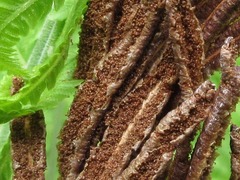 Matteuccia struthiopteris