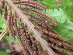 Matteuccia struthiopteris