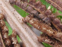 Matteuccia struthiopteris