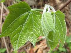 Alangium platanifolium