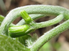 Alangium platanifolium