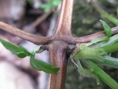 Clematis trichotoma