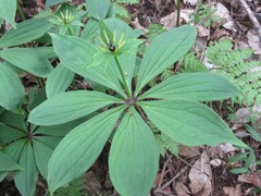 Paris verticillata