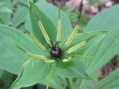 Paris verticillata