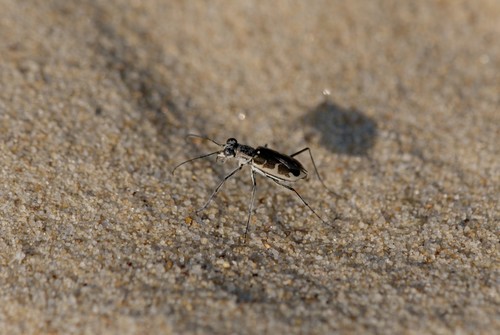 Puritan Tiger Beetle photo 2