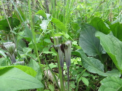 Arisaema stewardsonii