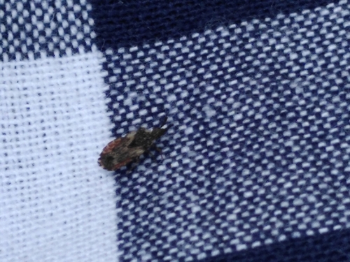 pale-shouldered flatbug