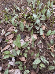 Erythronium americanum