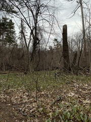 Erythronium americanum