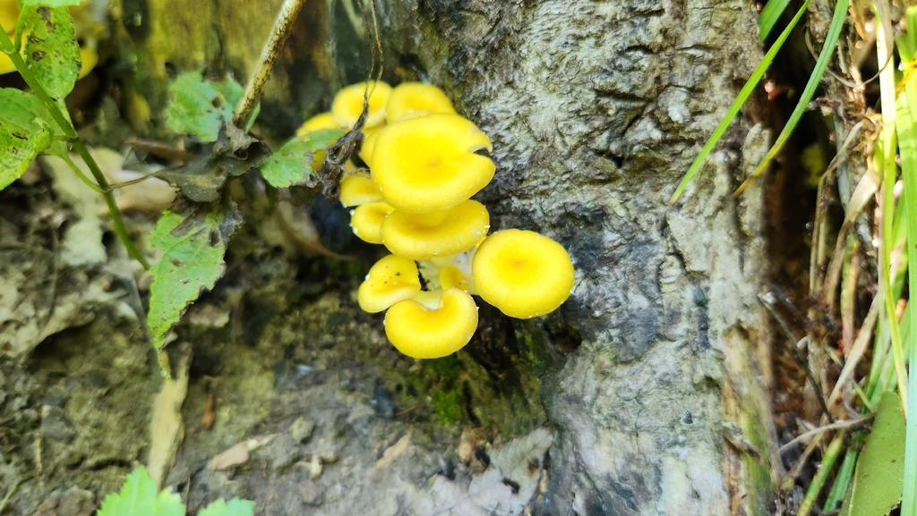 Golden Oyster Mushroom · June 2026 · photo: Photo: no rights reserved · iNaturalist